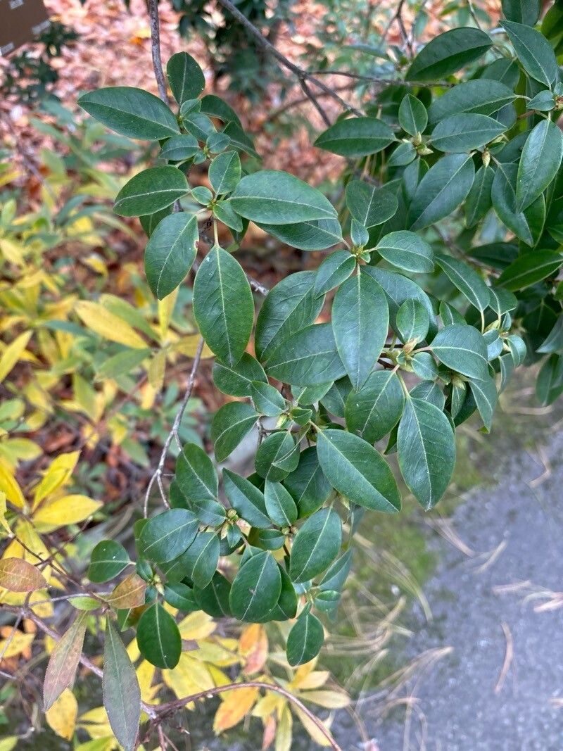 Rhododendron ovatum — houseplant care guide