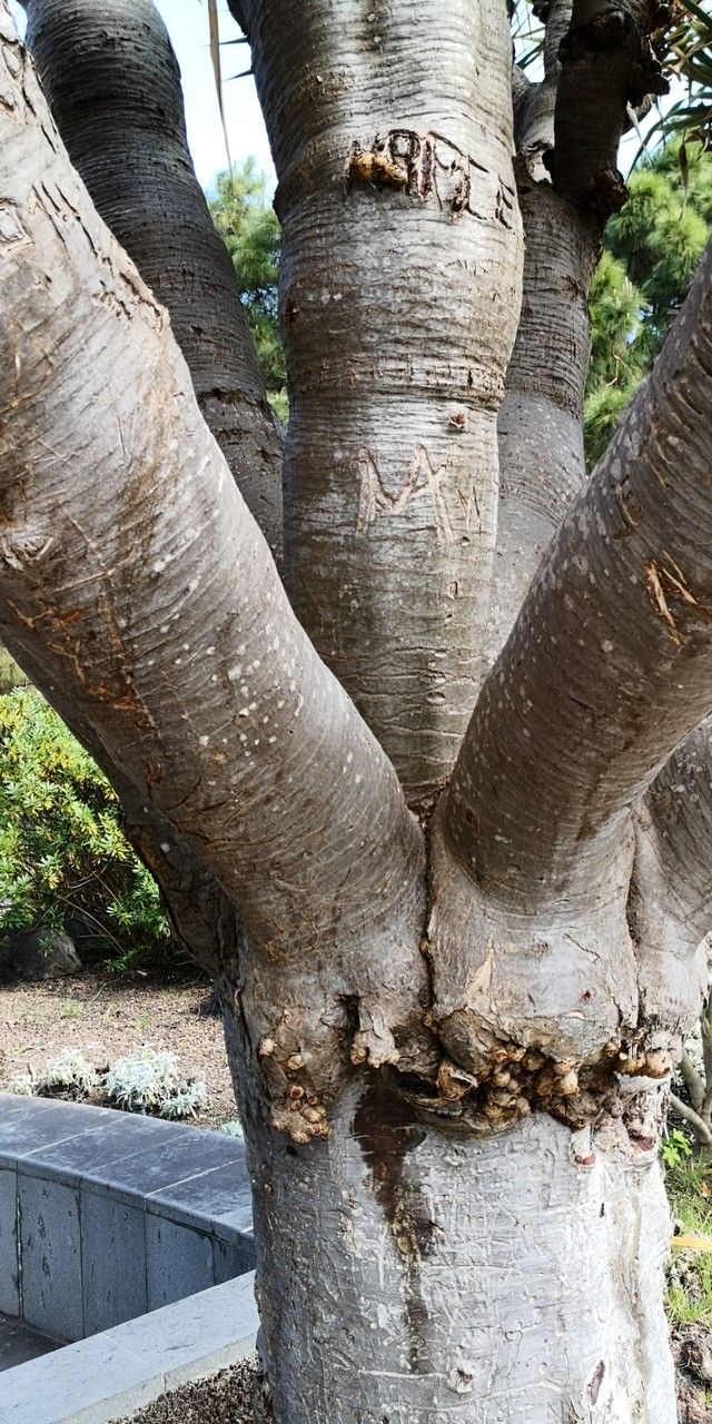 Dracaena tamaranae bark