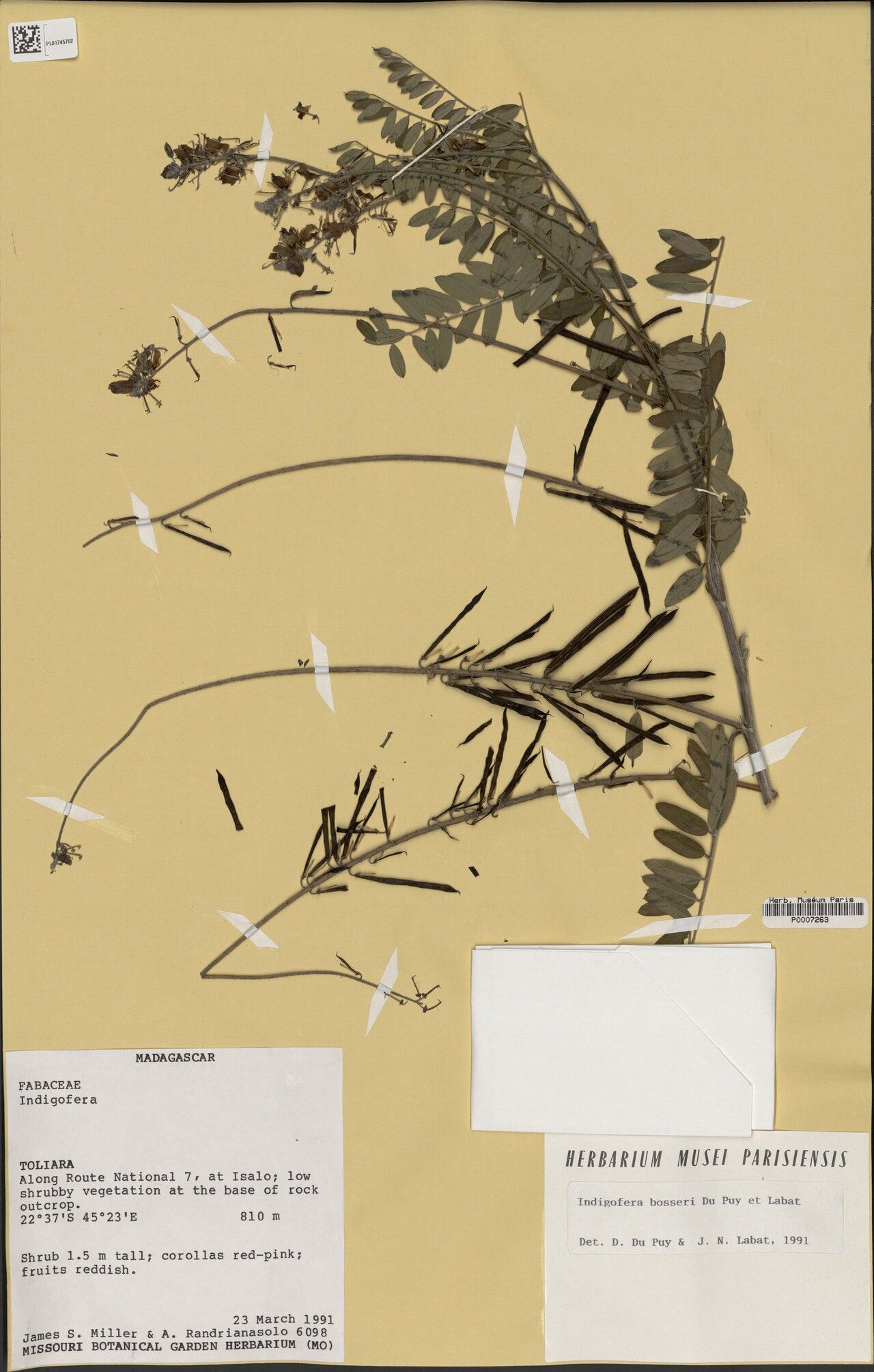 Indigofera bosseri — search result for 'Indigofera'