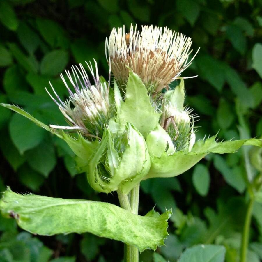 Cirsium oleraceum flower