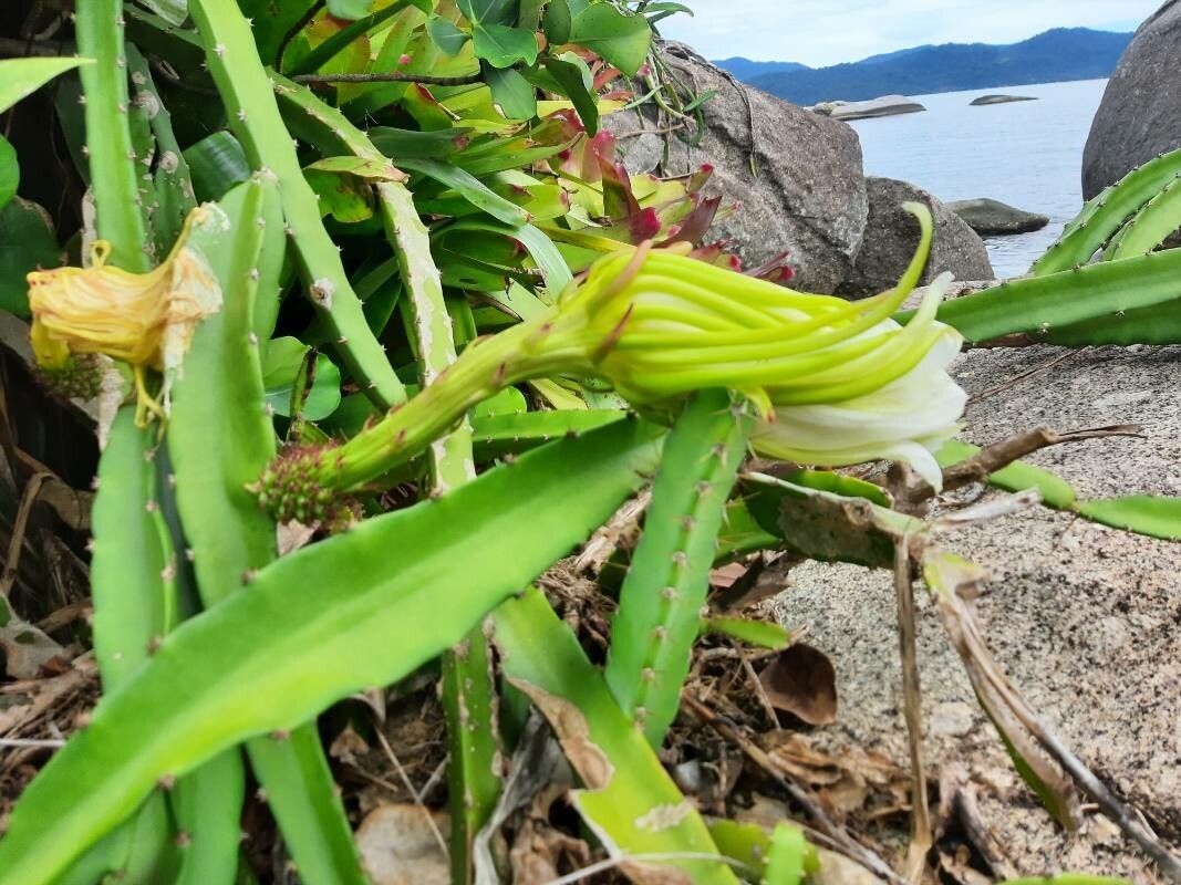 Selenicereus setaceus flower
