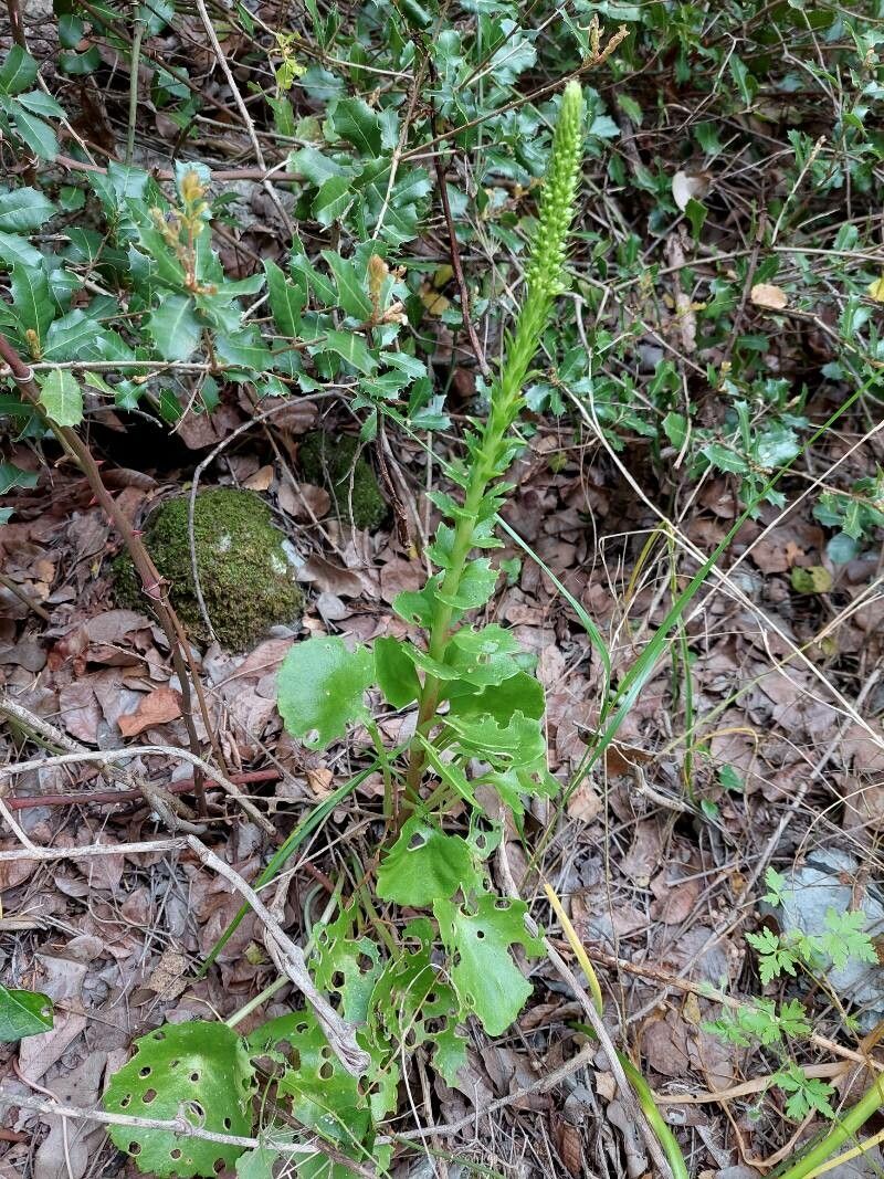 Umbilicus heylandianus — related species from the same genus