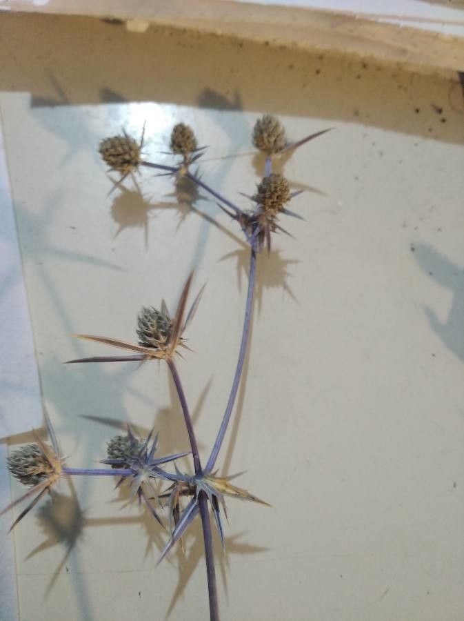 Eryngium creticum fruit