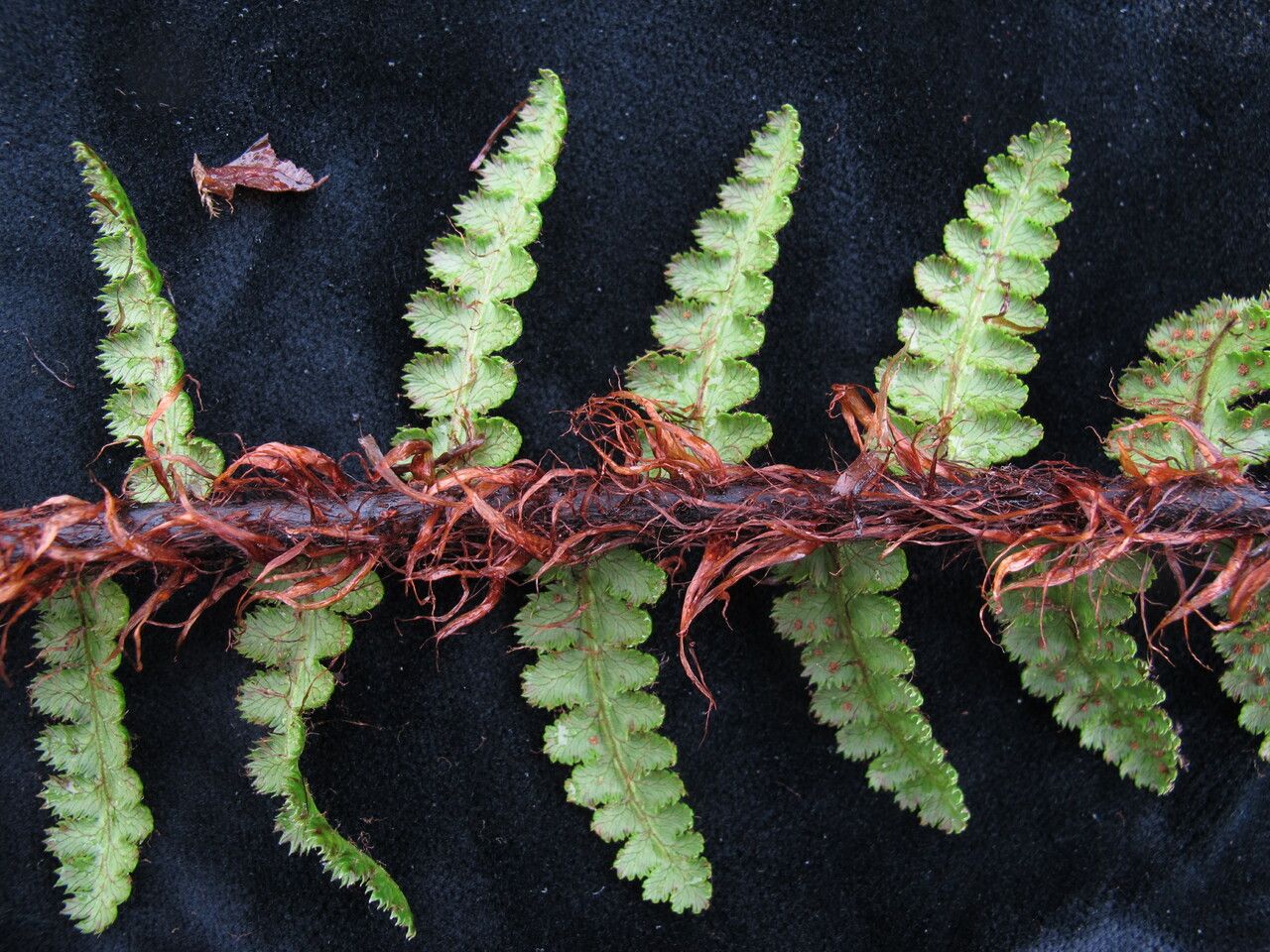 Athyrium wallichianum leaf