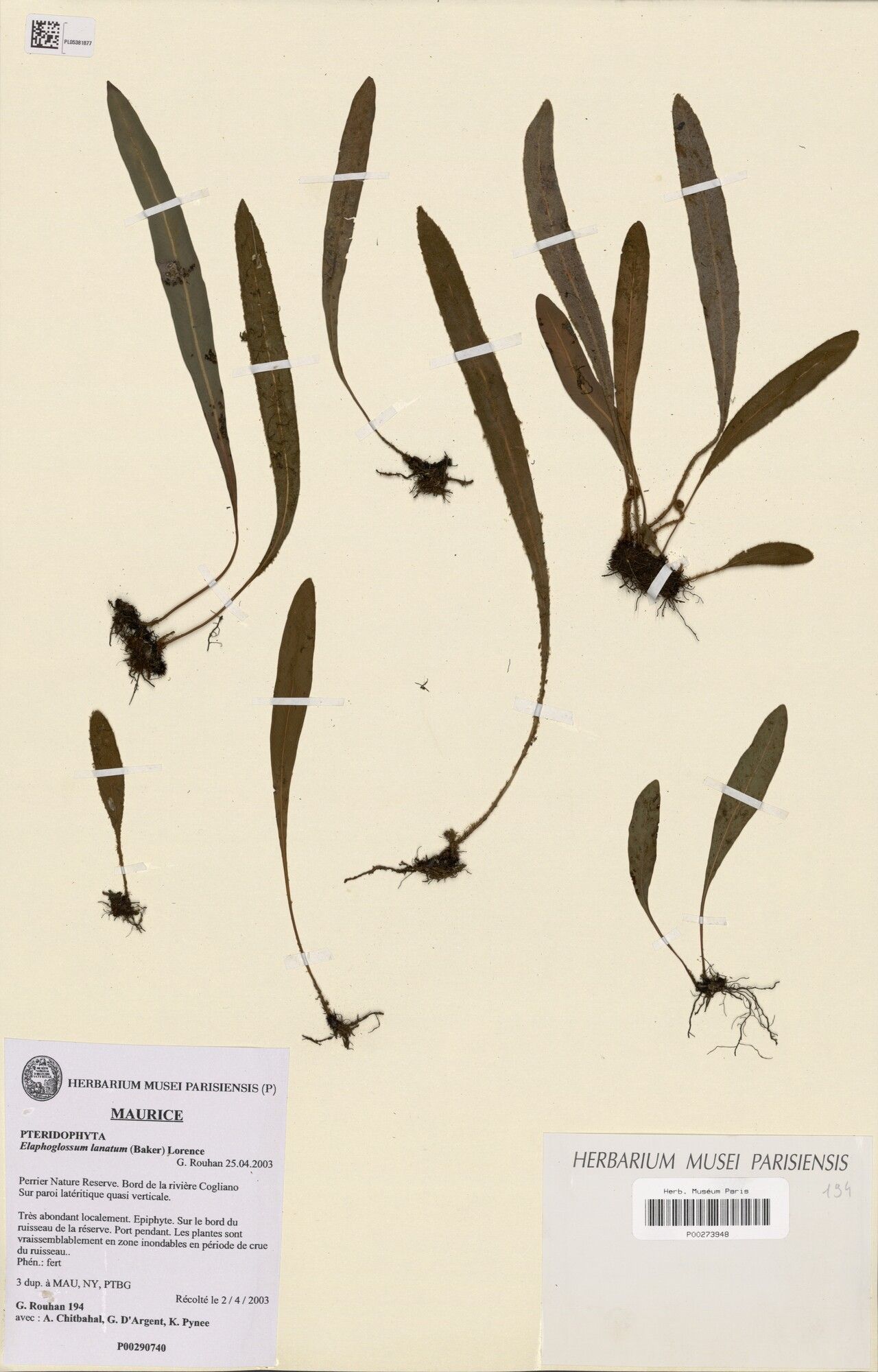 Elaphoglossum lanatum — houseplant care guide