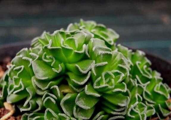 Crassula susannae habit