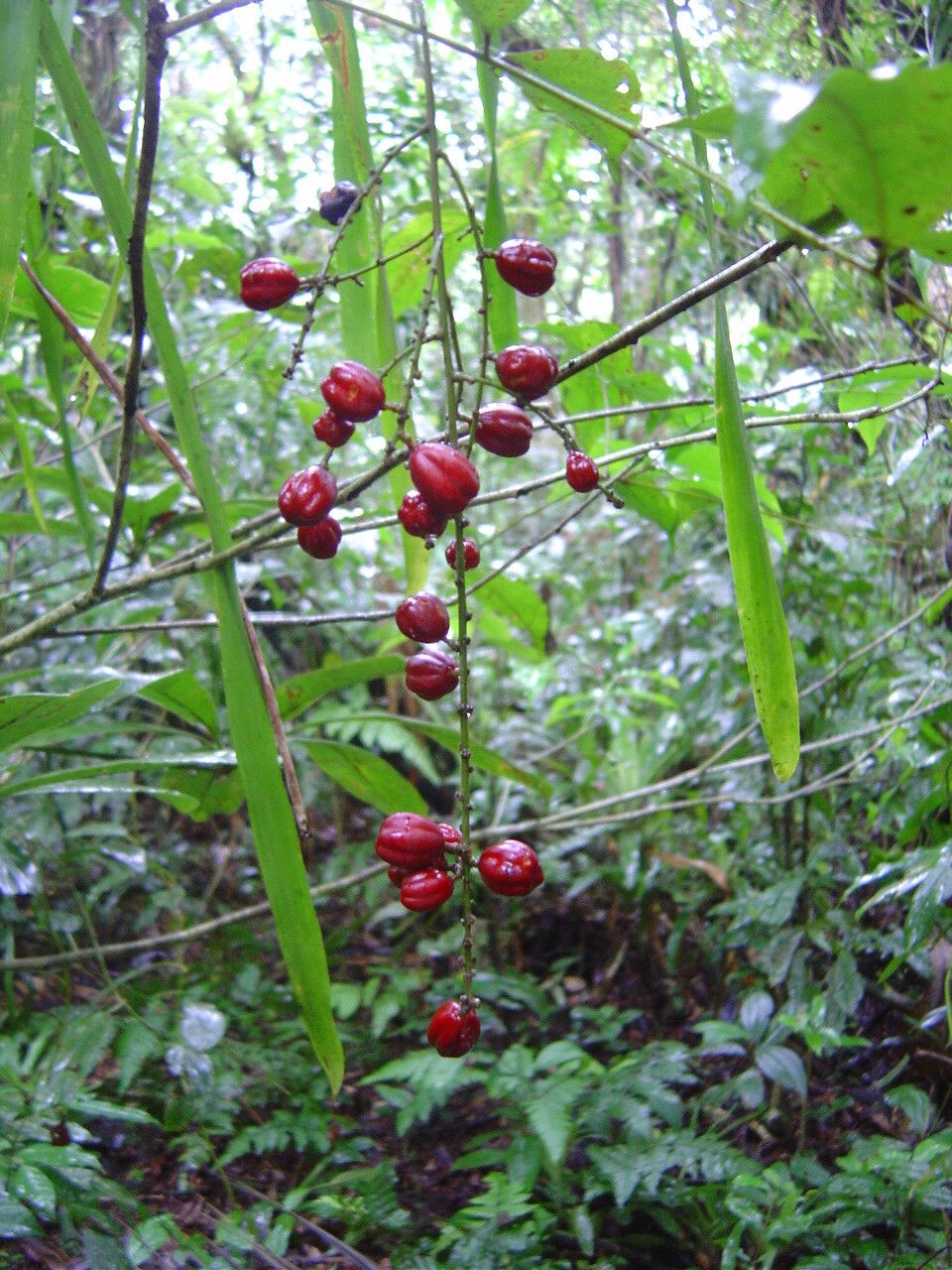 Picramnia gardneri — related species from the same genus