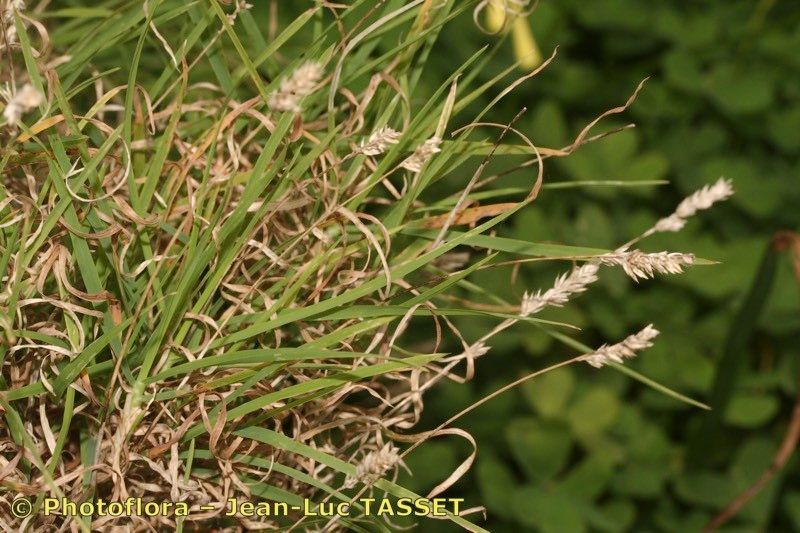 Dactylis smithii flower