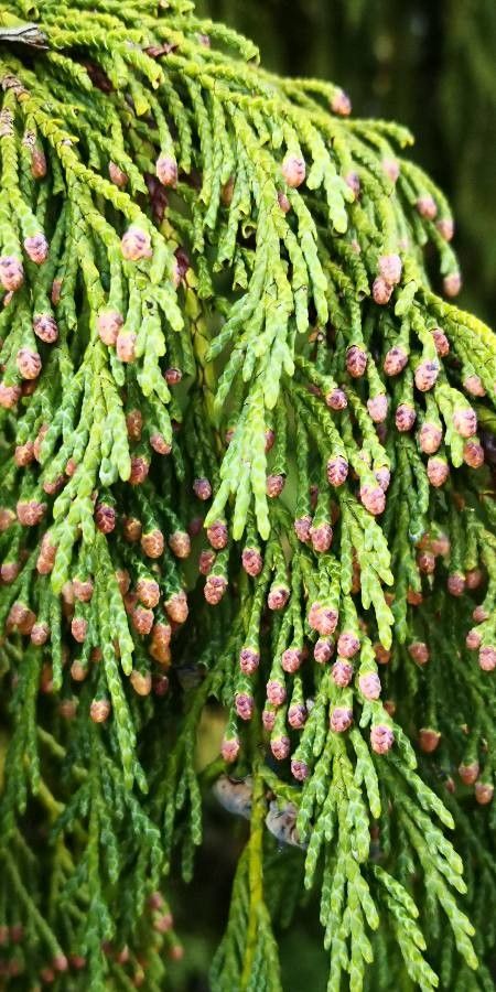 Cupressus nootkatensis flower
