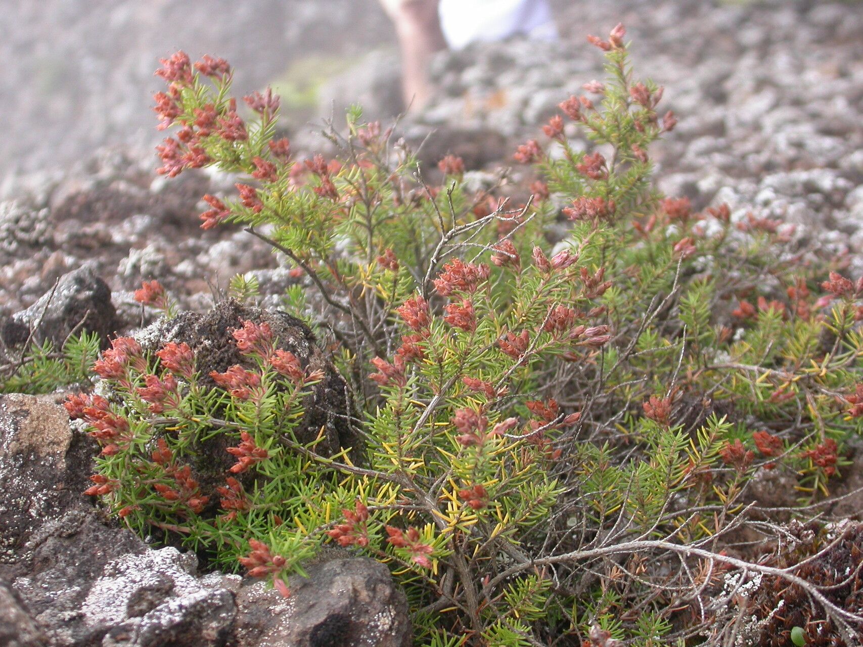 Erica maderensis — search result for 'Erica'