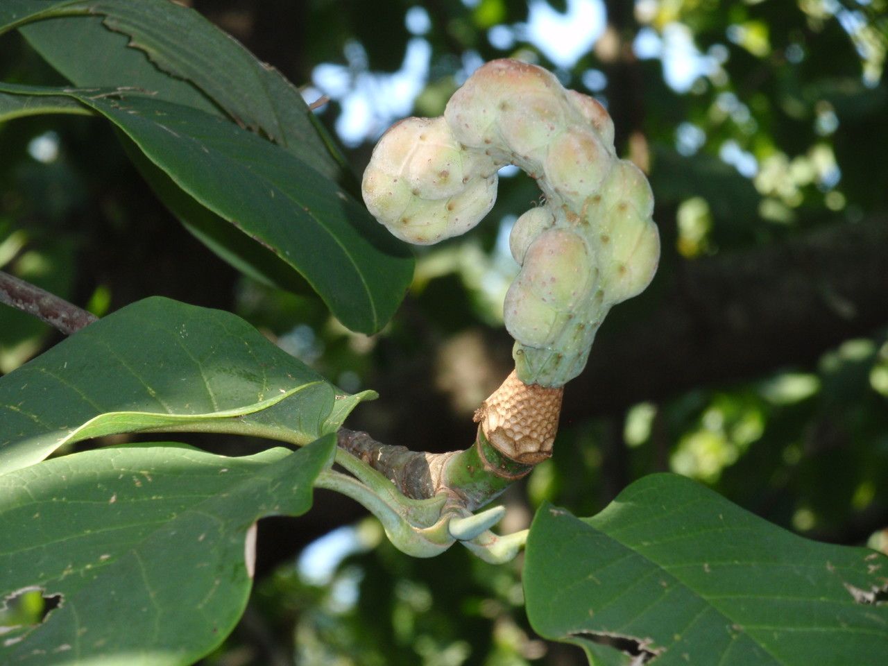 Magnolia campbellii fruit
