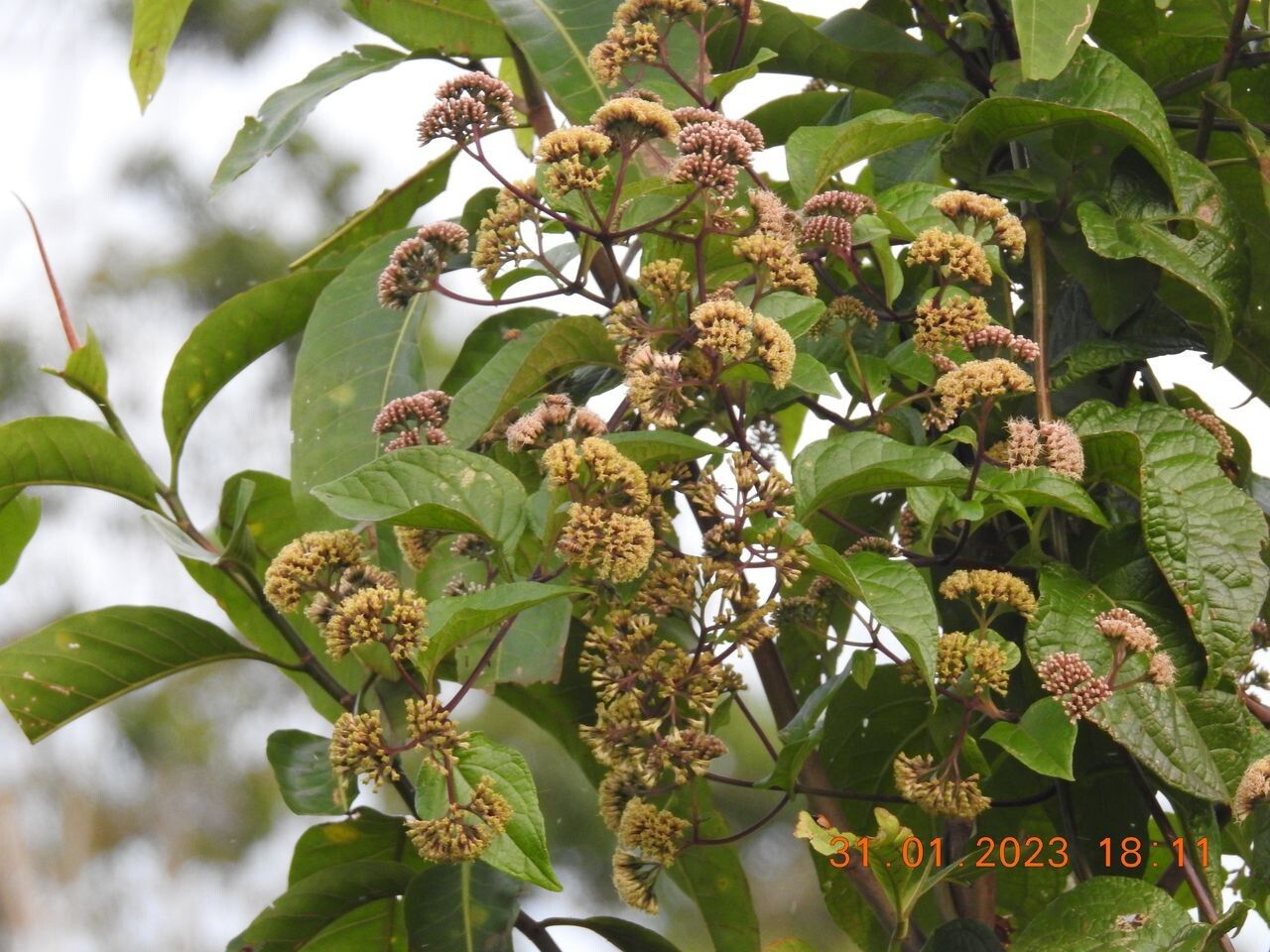 Mikania hookeriana — houseplant care guide