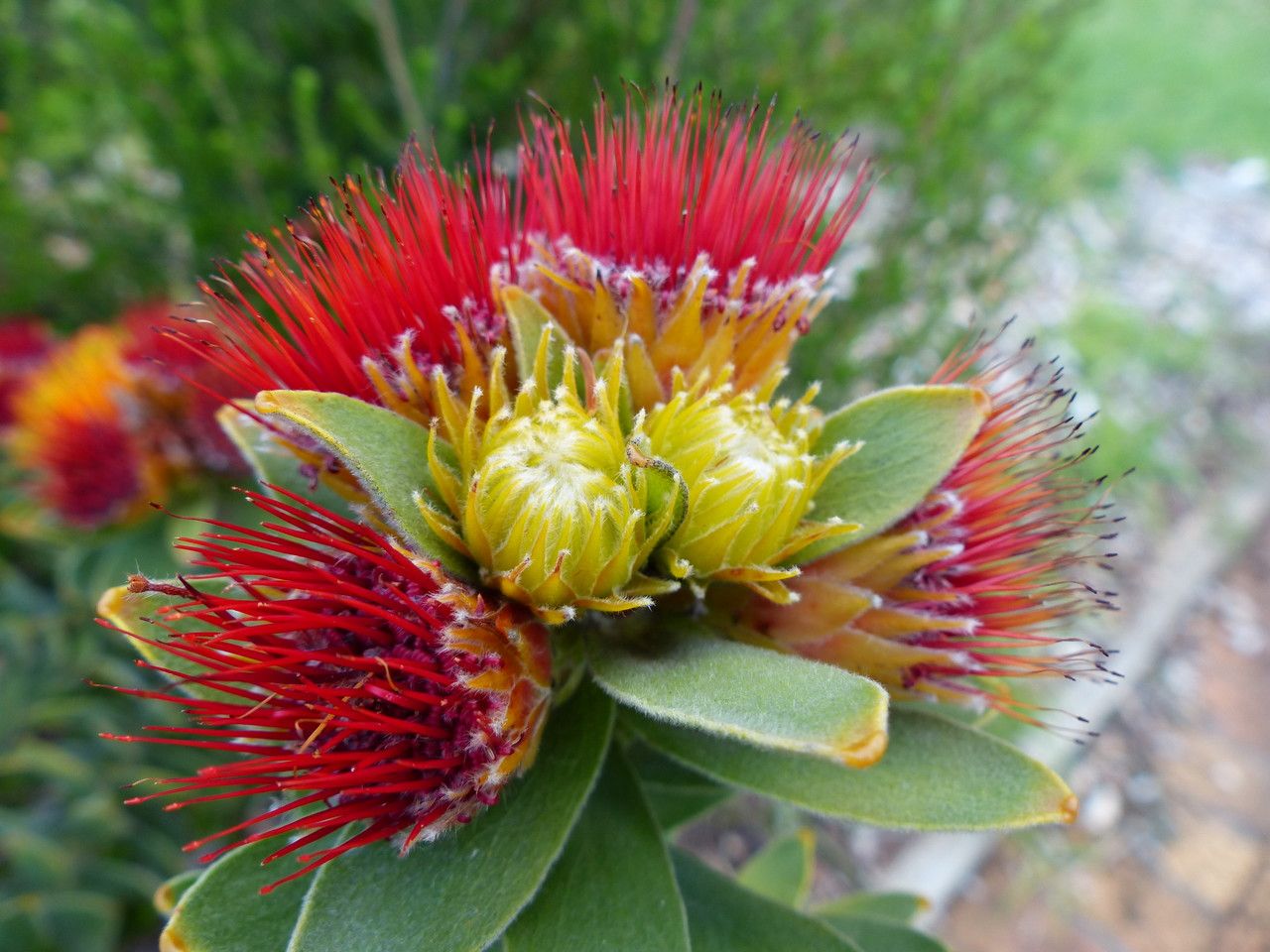 Leucospermum oleaefolium flower