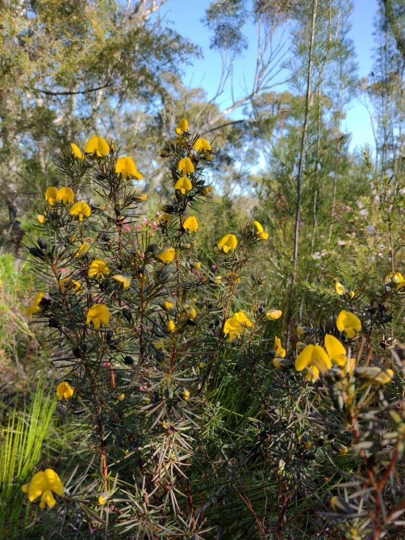 Gompholobium grandiflorum habit