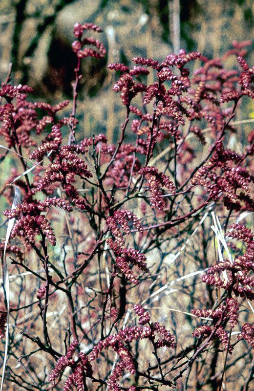 Myrica gale flower