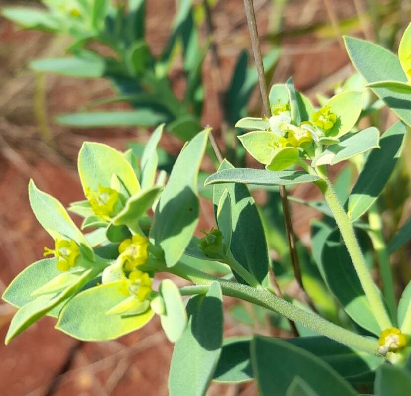 Euphorbia papillosa flower