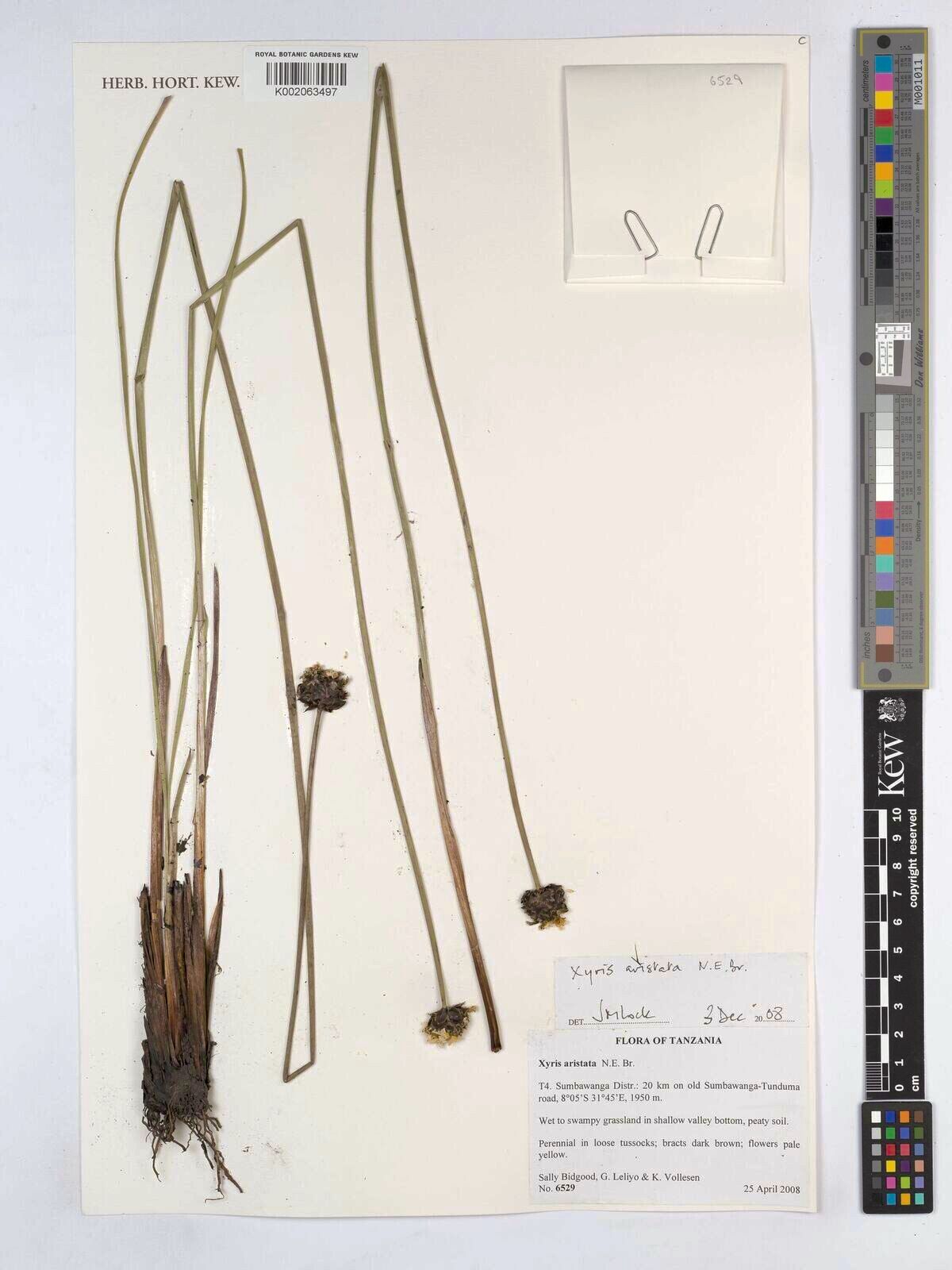 Xyris aristata — houseplant care guide