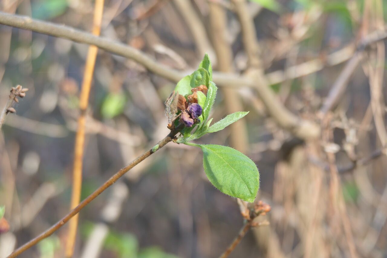 Rhododendron mucronulatum leaf