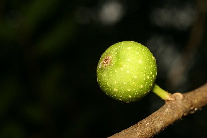 Ficus lateriflora fruit