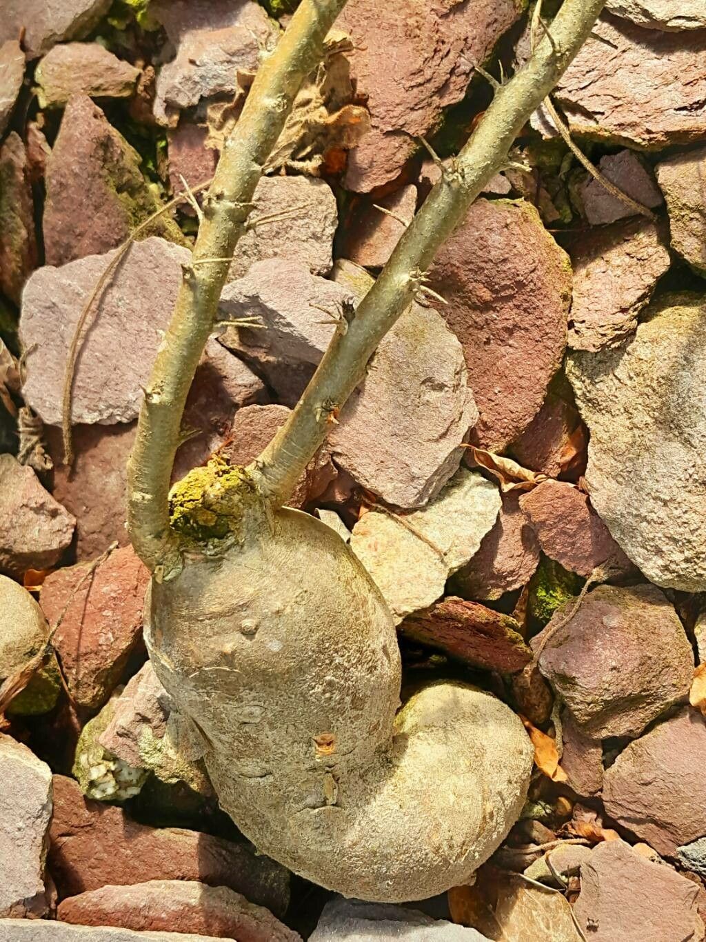 Pachypodium succulentum bark