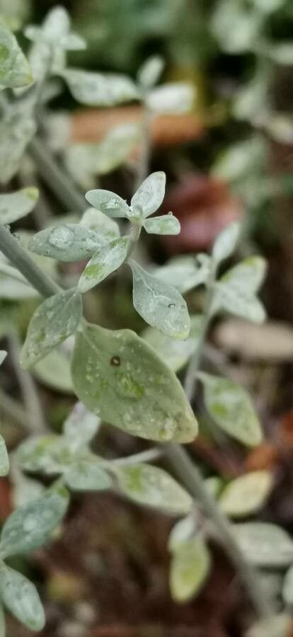 Clinopodium serpyllifolium — search result for 'Clinopodium'