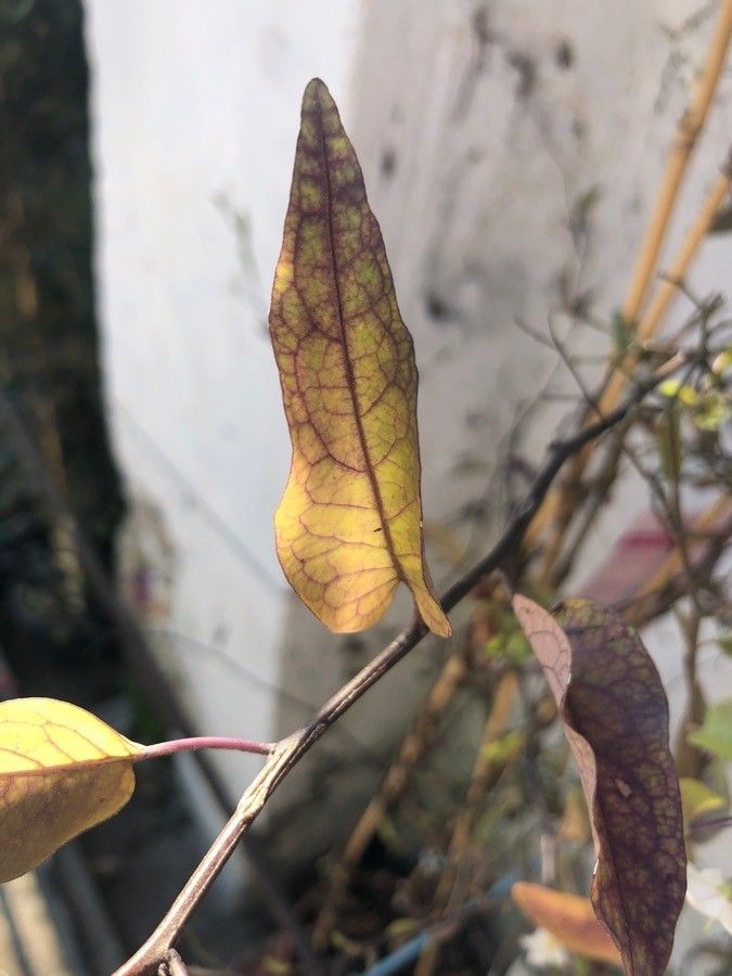 Solanum jasminoides — search result for 'Solanaceae'