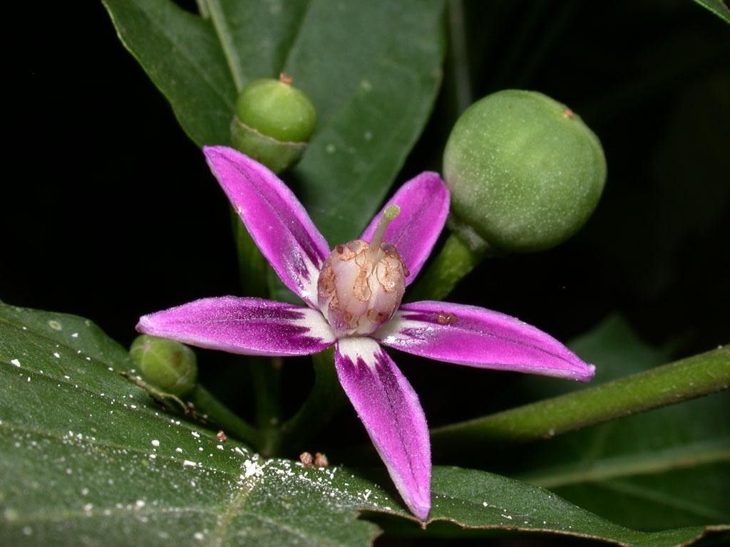 Lycianthes heteroclita flower