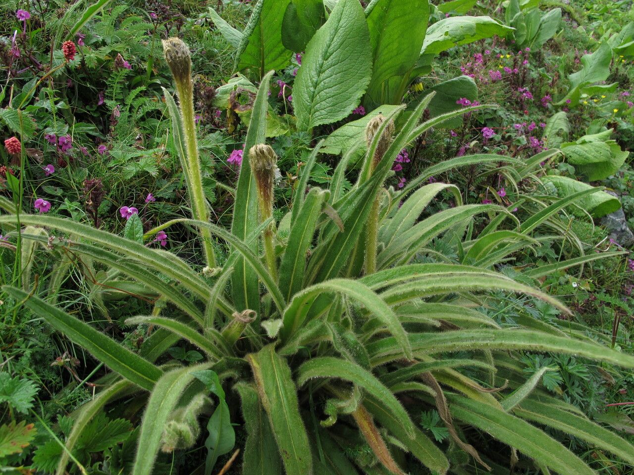 Saussurea chrysotricha habit