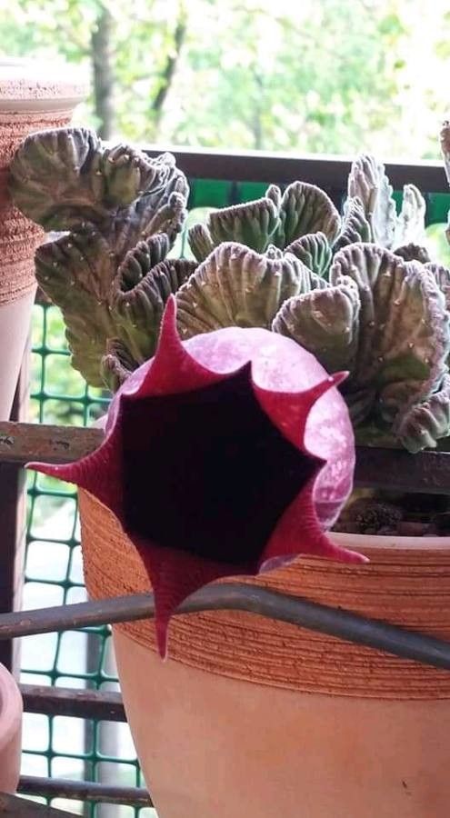 Stapelia leendertziae flower