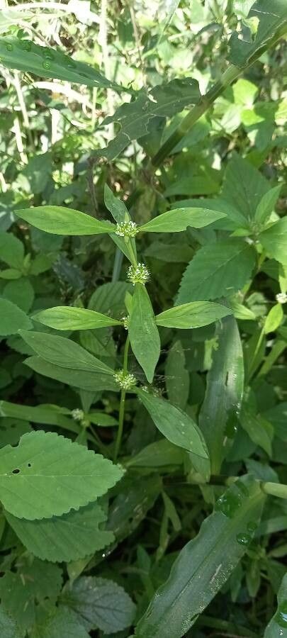 Spermacoce glabra flower