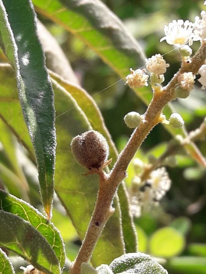 Croton flavens fruit
