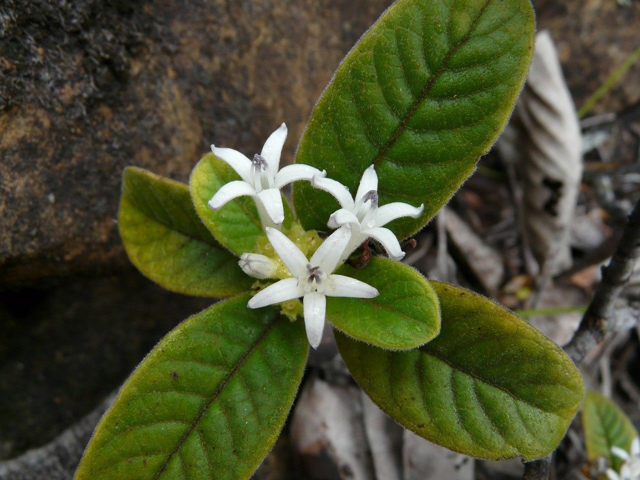 Psychotria nigotei flower