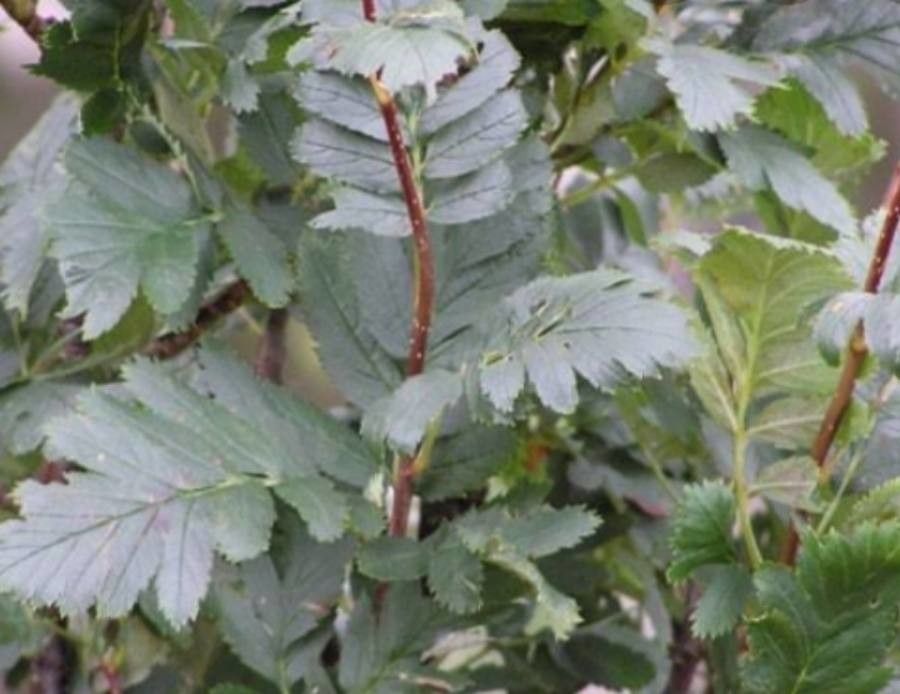Hedlundia pseudofennica leaf