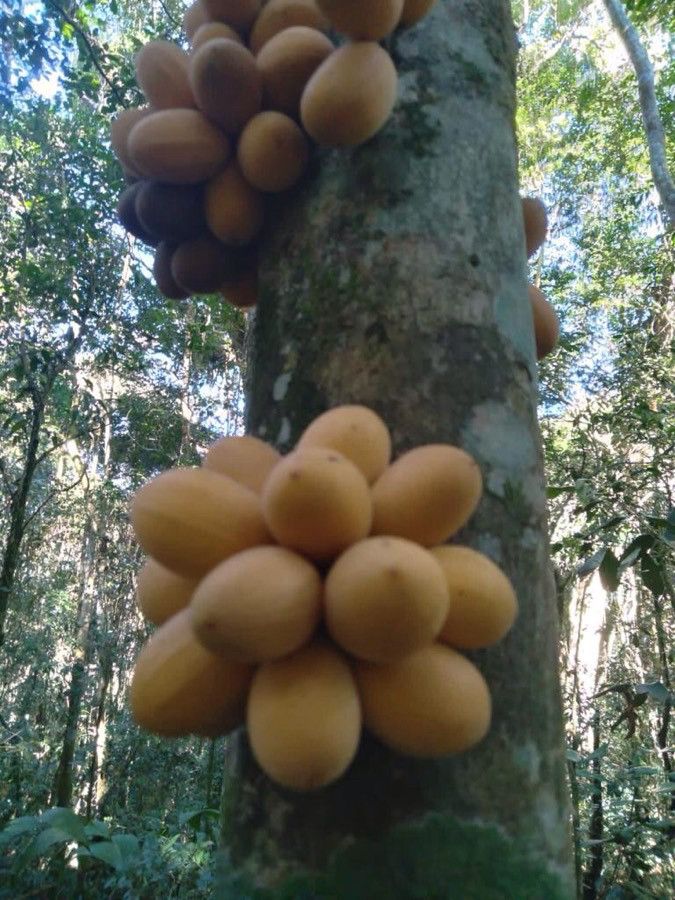 Pradosia lactescens fruit