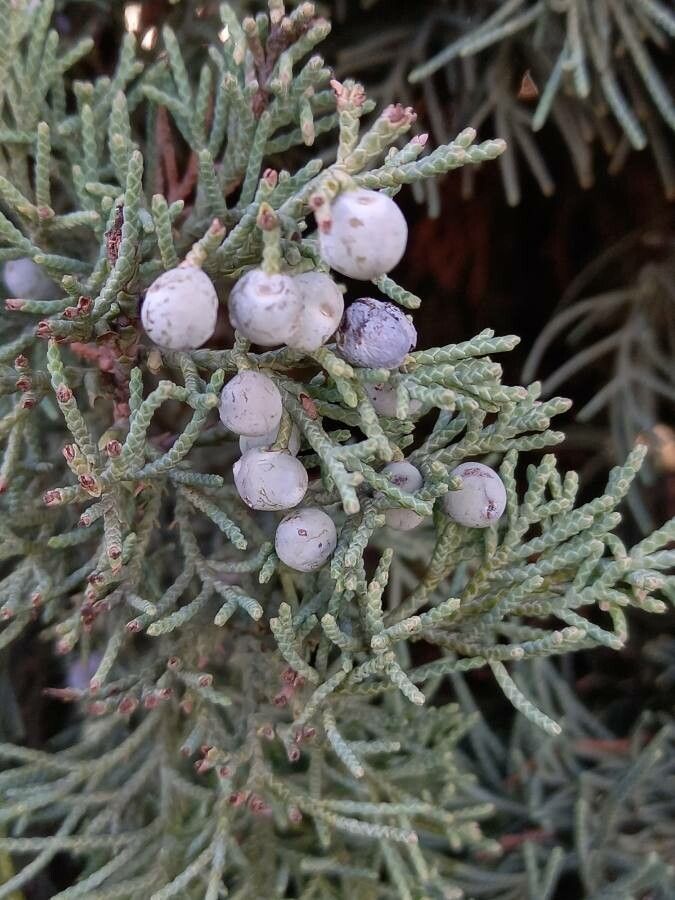 Juniperus scopulorum fruit