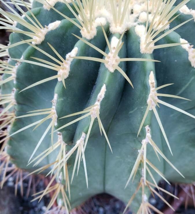 Ferocactus glaucescens — search result for 'Cactaceae'