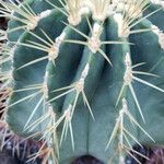 Ferocactus glaucescens