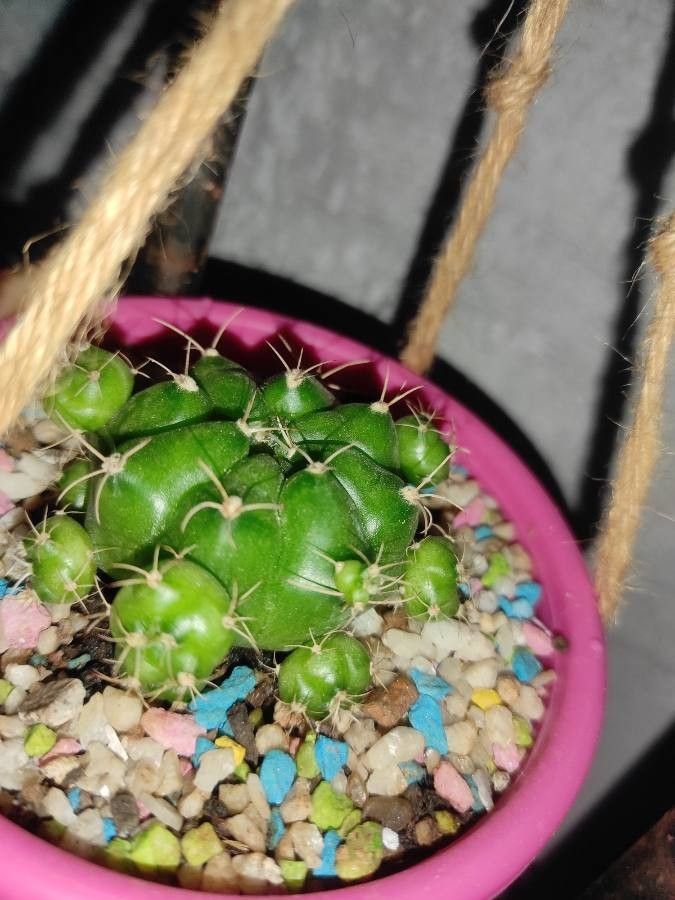Gymnocalycium marsoneri bark