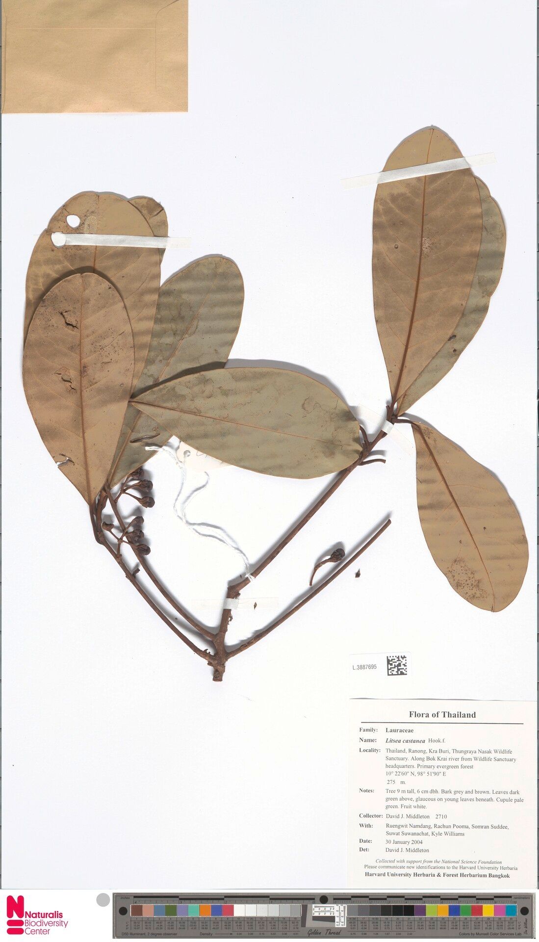 Litsea castanea — search result for 'Castanea'