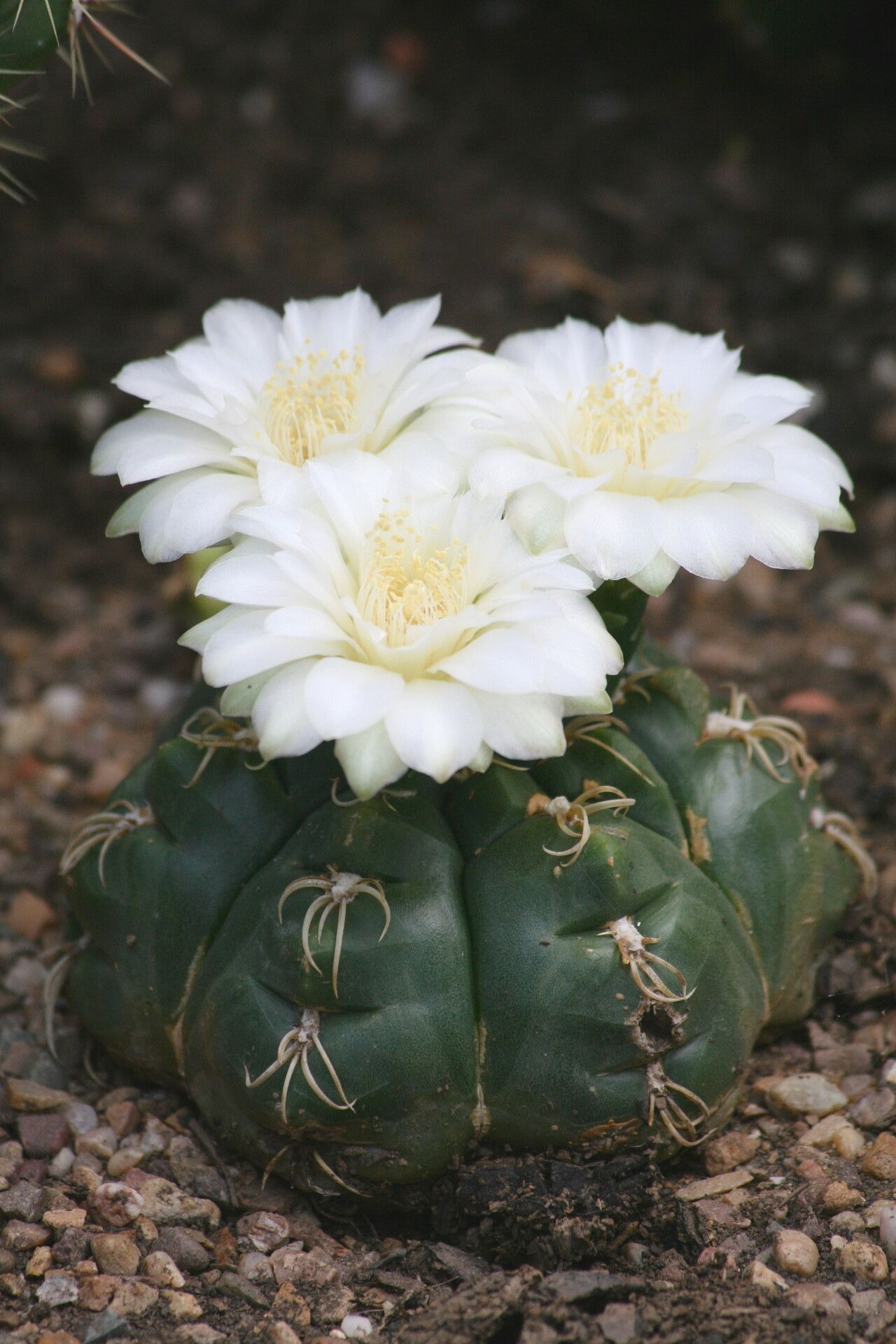 Gymnocalycium denudatum flower