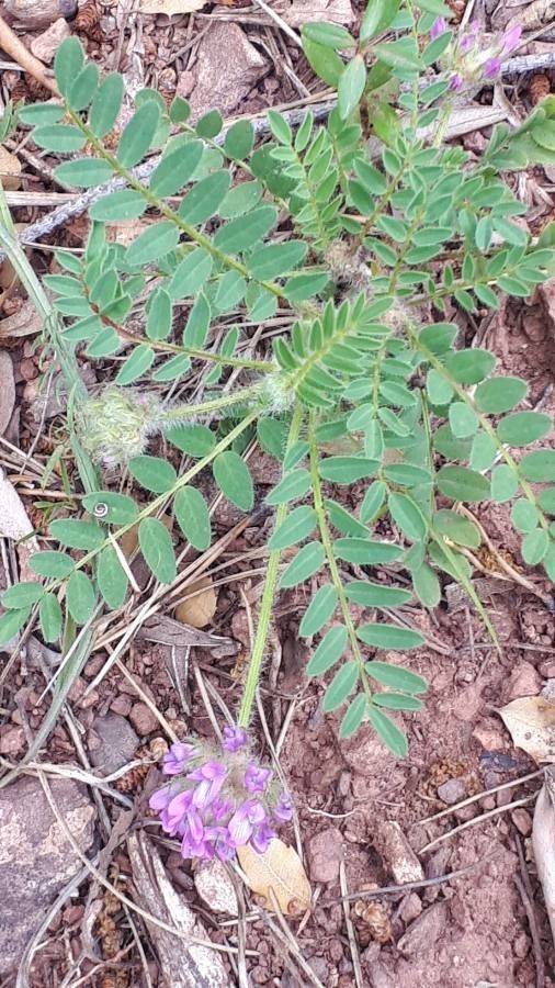 Astragalus echinatus — houseplant care guide