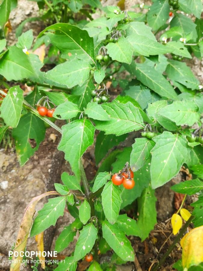 Solanum vespertilio fruit