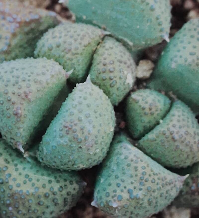 Stomatium villetii — houseplant care guide