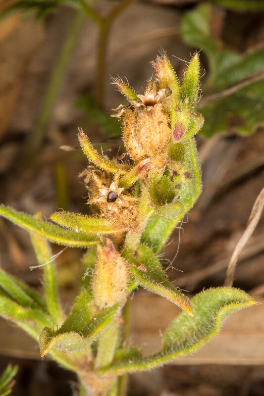 Silene gallica fruit