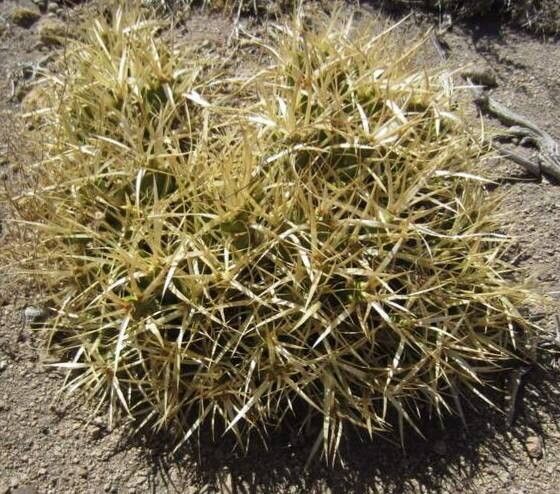 Maihueniopsis platyacantha habit