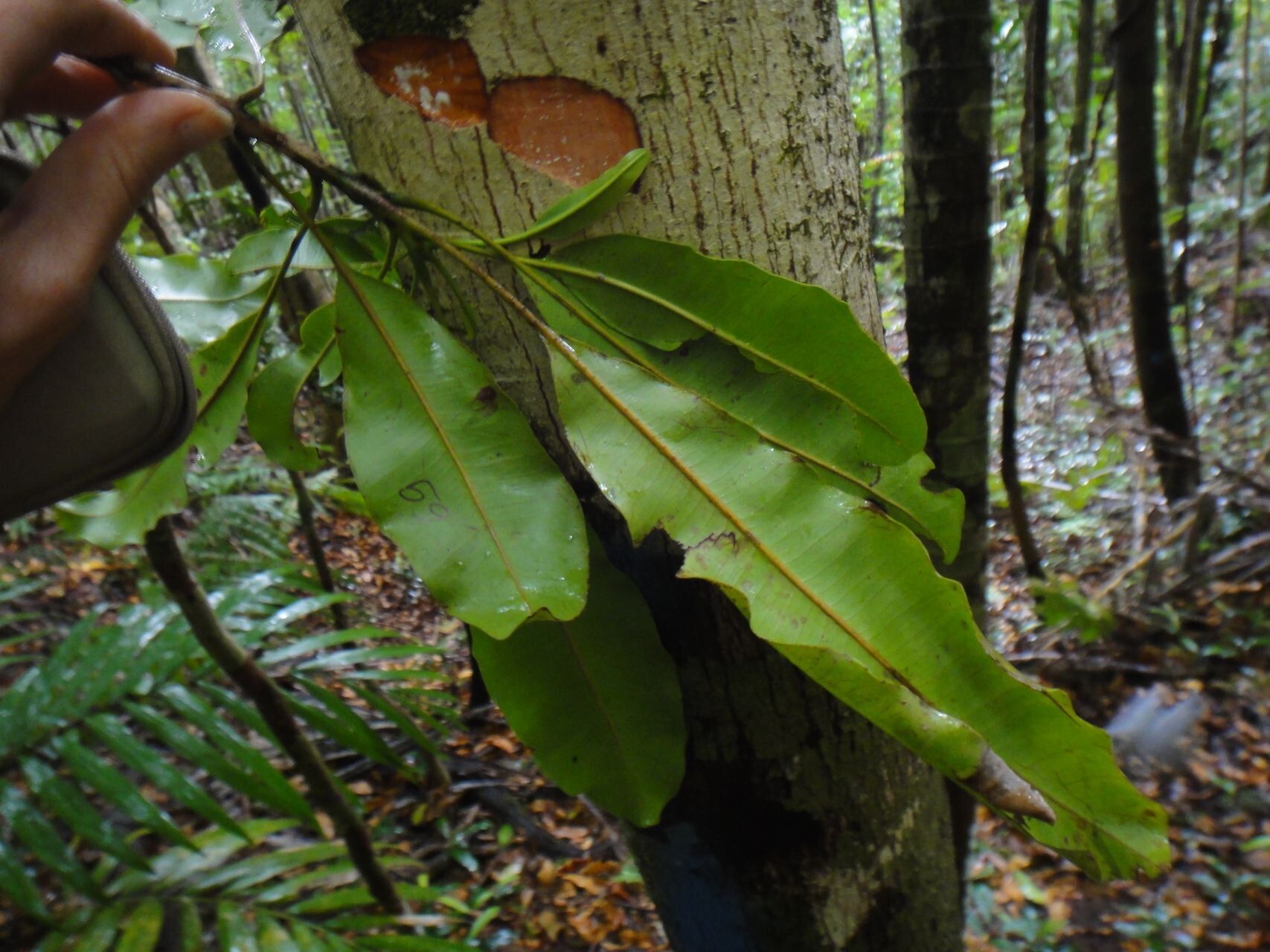 Planchonella endlicheri — houseplant care guide