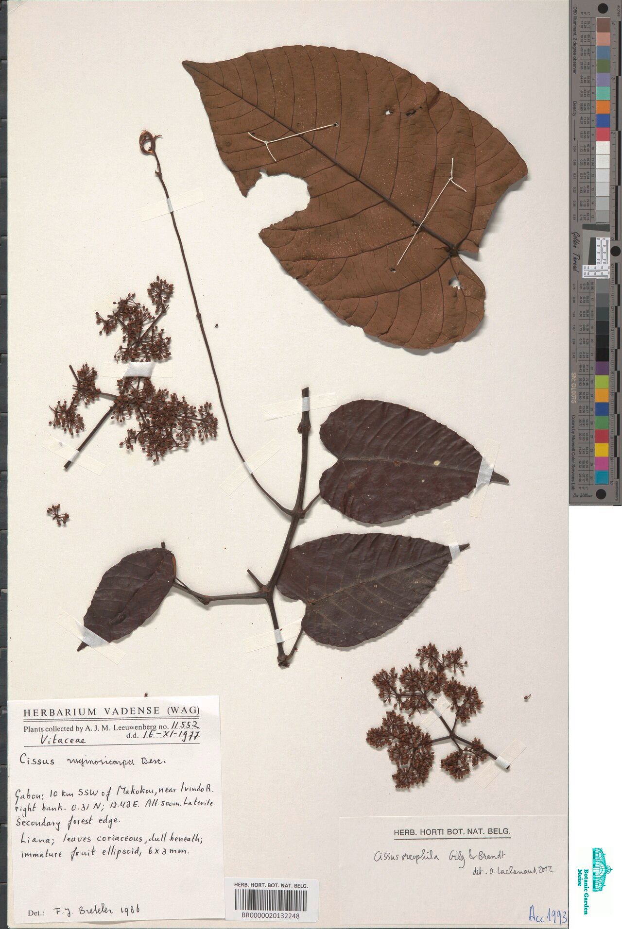 Cissus lebrunii — houseplant care guide