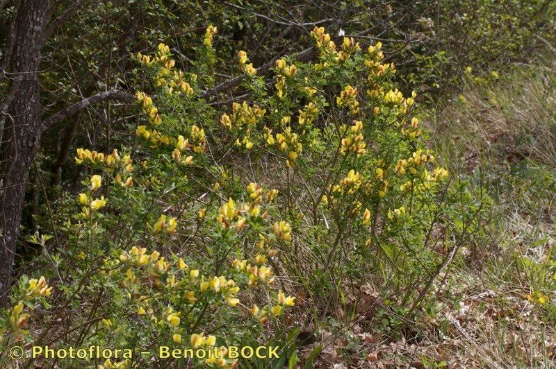 Chamaecytisus elongatus habit