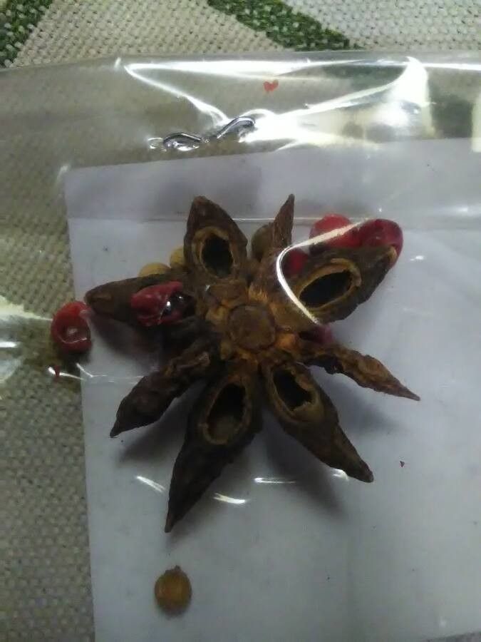 Illicium verum flower