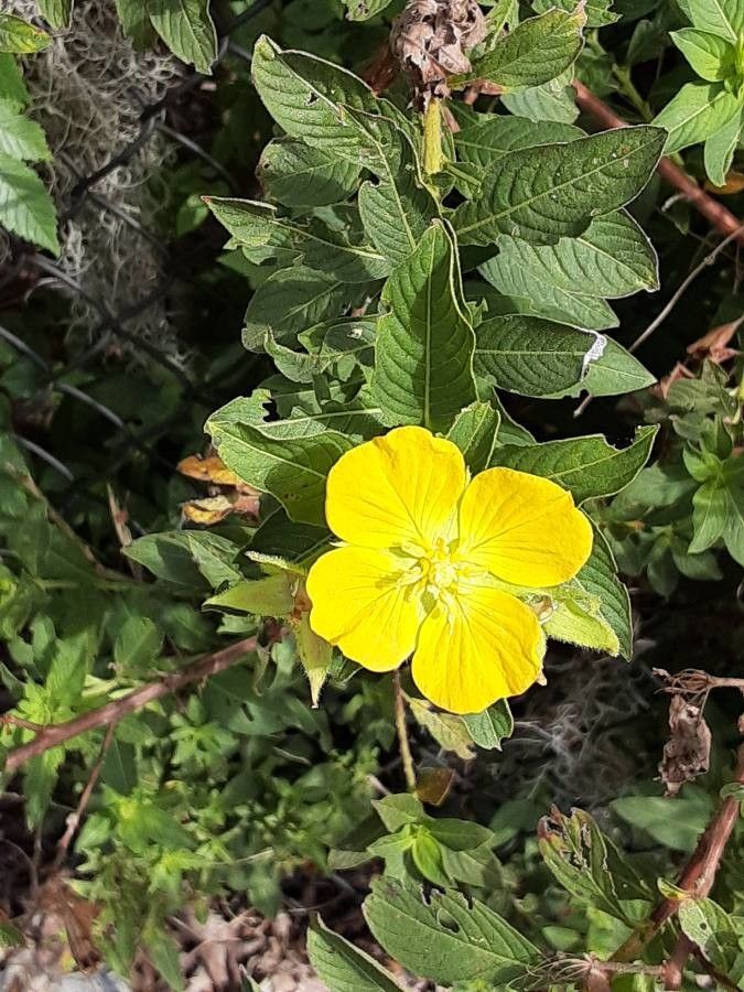 Ludwigia peruviana flower